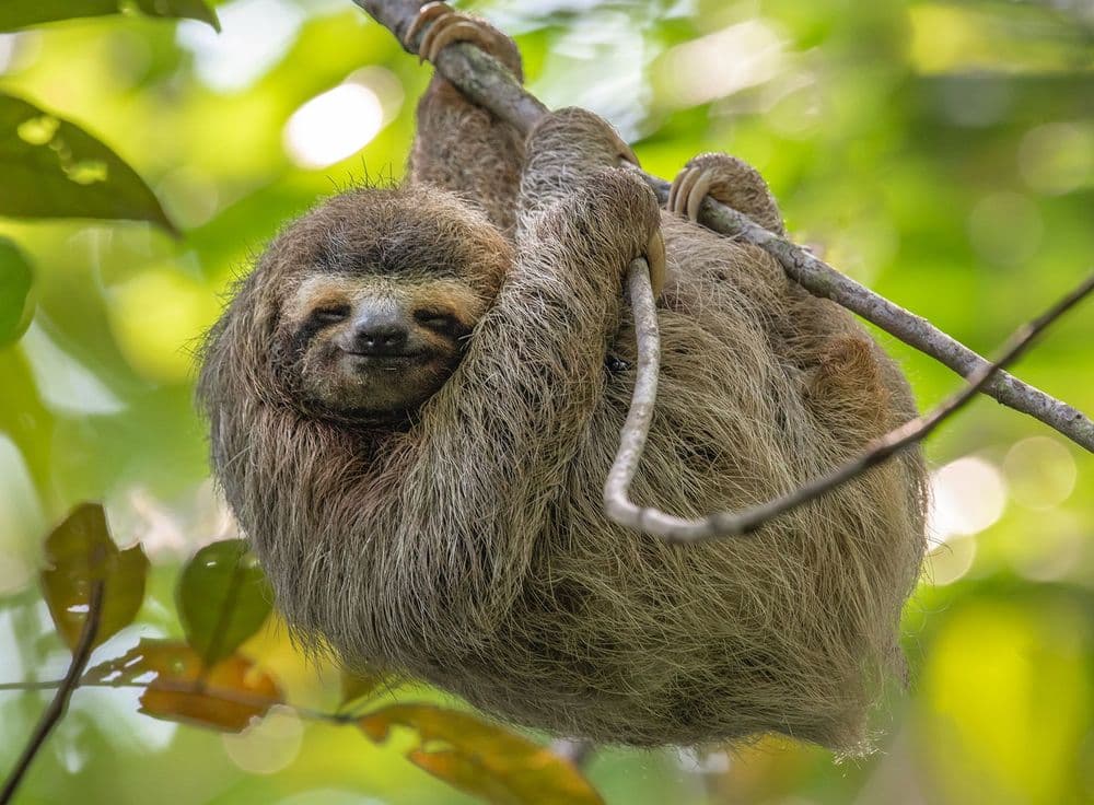 Manuel Antonio National Park
